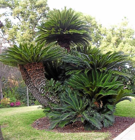 Sego Palm, Outdoor Tropical Plants, Cycas Revoluta, Palm Trees Landscaping, Sago Palm, Palm Garden, Tropical Garden Design, Easy Plants To Grow, Evergreen Plants