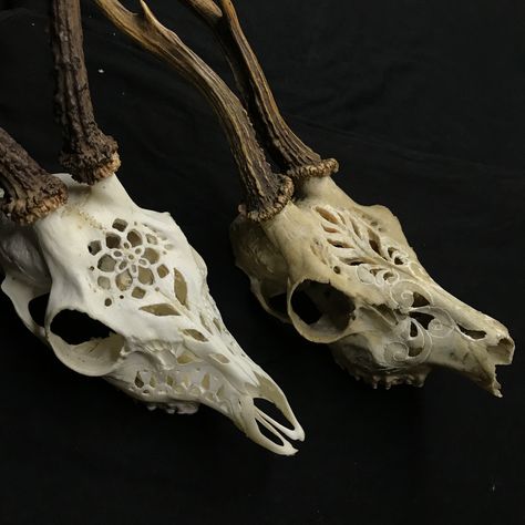 Deer Skull Carving Patterns, Cave Tattoo, Ornamental Filigree, Star Sculpture, Taxidermy Oddities, Roe Deer Skull, Deer Skull Art, Cow Skull Decor, Oddities Collection