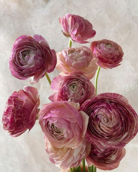 Flower Bouquet Ranunculus, Ronoculous Bouquet, Raniculas Ranunculus, Renoculous Flower, Ranunculus Flowers Bouquet, Ranunculus Flower Tattoo, Rinoculous Flowers, Ranculus Flowers Bouquet, Renuculas Bouquet