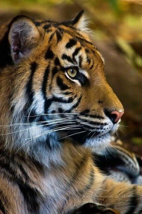 Absolutely beautiful Tiger Portrait, Sumatran Tiger, Tiger Pictures, Majestic Animals, Cheetahs, A Tiger, Large Cats, Alam Yang Indah, On The Ground