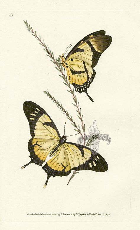 Donovan's Naturalist's Repository 1823 #Butterflies Butterfly Illustration, Butterfly Drawing, Insect Art, Butterfly Wall Art, Butterfly Painting, Scientific Illustration, Art Antique, Botanical Drawings, Art Collage Wall