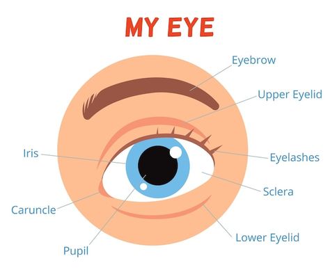 Poster for children learning. the struct... | Premium Vector #Freepik #vector #eye-anatomy #cornea #human-eye #retina Anatomy Of Eye, Human Eye Anatomy, Eye Poster, Eye Anatomy, Eye Parts, Parts Of The Eye, The Human Eye, Vector Poster, Presentation Backgrounds