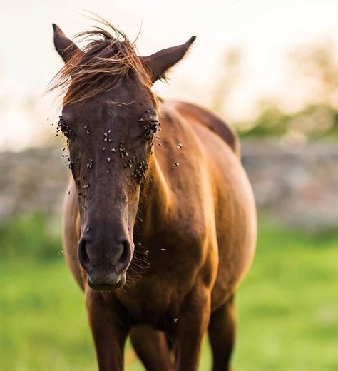 Fighting Flies: 7 Fly-Fighting Solutions. Keeping your horse fly-free is no easy task. Here we show you seven different fly-fighting solutions that’ll help your bug-prone horse survive the summer months. Fly Spray, Fly Control, Fly Repellant, Horse Fly, Horse Face, Fly Free, Horse Health, Beneficial Insects, Urban Farming