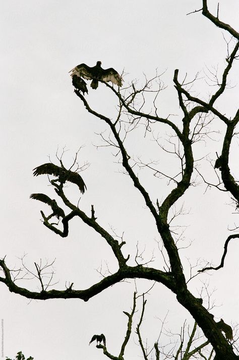 Vultures Aesthetic, Vulture Aesthetic, Dead Tree, Vulture Marvel, Vulture Culture, Art Folder, Greek Gods, American Horror Story, Culture Art