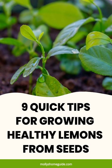 Learn how to grow lemons from seeds with these simple steps, perfect for any gardening enthusiast. Growing your own lemon tree can be a rewarding experience that also adds a fresh touch to your home or garden. Discover the best tips and tricks for successful lemon seed germination and cultivation. Follow our guide on how to plant, water, and care for your lemon tree seedlings until they flourish into beautiful citrus trees bearing juicy fruits. Grow Lemons From Seeds, Lemon Tree From Seed, Growing Lemon Trees, Lemon Seeds, How To Grow Lemon, Tree Seedlings, Seed Germination, Citrus Trees, Juicy Fruit