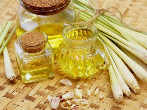 Lemongrass essential oil reduces pain and inflammation in muscles, joints and teeth, helps in bringing down fever, increases urination, and acts as an antiseptic. Essential Oils For Thyroid, Lemongrass Plant, Lemongrass Oil, Fly Repellant, Essential Oils For Hair, Fruit Flies, Lemongrass Essential Oil, Jet Lag, Best Essential Oils