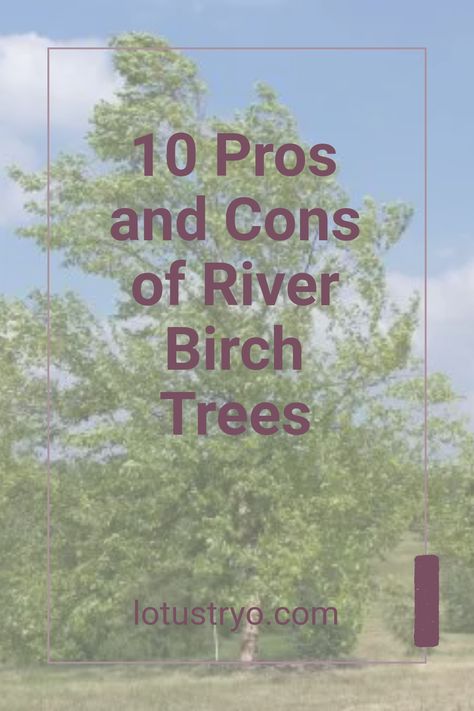 Thinking of adding River Birch trees (Betula nigra) to your yard? Before you decide, discover the key pros and cons. These trees are admired for their striking bark and unique crown shape, which add beauty to landscapes. However, they may have downsides such as specific soil needs and susceptibility to certain pests. Learn how to care for your River Birch and if they’re right for your garden amidst the fun scenery they create Weeping Silver Birch Tree, Silver Birch Tree Landscaping, River Birch Landscaping, River Birch Trees Landscape, Birch Tree Landscaping, Birch Trees Garden, River Birch Trees, Betula Nigra, Birch Trees Landscaping