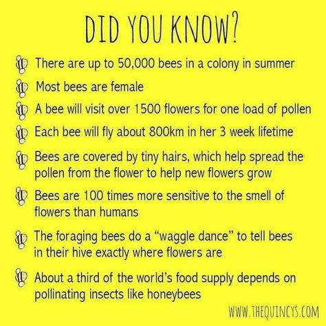 Bees For Kids, Honey Bee Facts, Bee Hive Plans, Bee Activities, Beekeeping For Beginners, Raising Bees, Bee Sign, Buzz Bee, Bee Garden