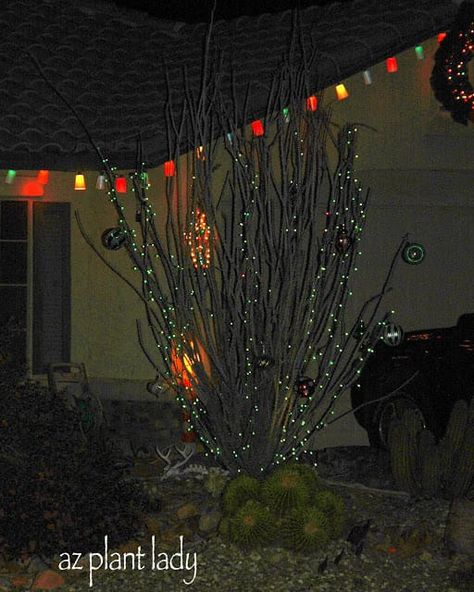 Desert Christmas Decor, Christmas In The Desert, Desert Christmas, Christmas Desert, Southwest Home Decor, Desert Climate, Desert Decor, Desert Garden, Desert Homes