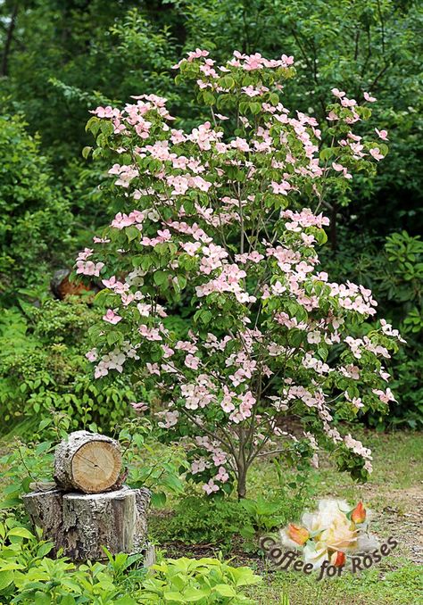 I love Cornus kousa 'Satomi' - the pink kousa dogwood. #greatplants #gardening Kousa Dogwood, Cornus Kousa, Dream Garden Backyards, Front Lawn Landscaping, Fall Garden Vegetables, Dogwood Trees, Recycled Garden, Garden Shrubs, Woodland Garden