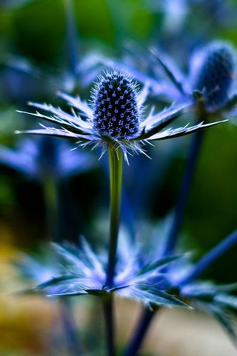 ~~ Spiky and blue ~~ Eryngium - Sea Holly ~~ Sea Holly, Watercolor Ideas, Blue Garden, Garden Flowers, Beautiful Blooms, Dream Garden, Amazing Flowers, Love Flowers, Botany