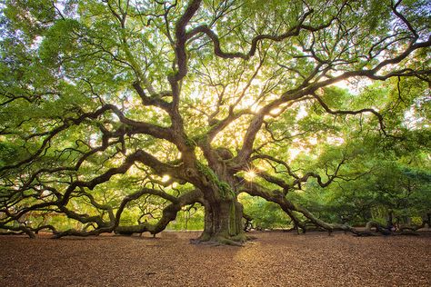 Angel Oak…... by Mike Shaw.  Charleston, SC. Flickr - Photo Sharing! Angel Oak Trees, Weird Trees, Angel Oak, Twisted Tree, Old Oak Tree, Old Trees, Tree Photography, Unique Trees, Big Tree