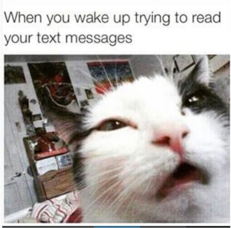 Wake Up Meme, Crush Quotes Funny, Cat Meme, Funny Animal Jokes, Funny Cat Memes, Funny Animal Memes, Animal Jokes, Really Funny Memes, Cute Funny Animals