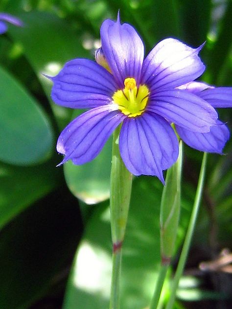 Bermudianas, the national flower of Bermuda Bermuda Flowers, Bermuda House, Bermuda Island, Bermuda Wedding, National Flower, Mural Ideas, Some Body, Summer Plants, Blooming Flowers