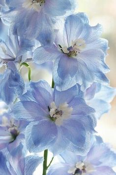 Delphinium Fleurs Art Nouveau, Delphinium Flowers, Blue Delphinium, Blue Cottage, Light Blue Flowers, Blue Garden, Delphinium, Flowers Nature, Amazing Flowers