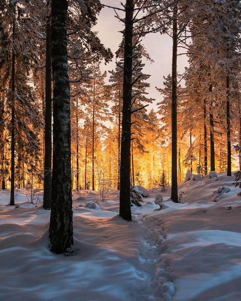 Landscape Edging Stone, Era Victoria, Snowy Woods, Between Two Worlds, Landscape Photography Tips, Landscape Photography Nature, Winter Scenery, Winter Beauty, Winter Forest