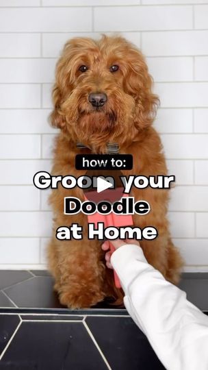 268K views · 12K reactions | Doodle grooming routine at home! 🫧🛁✂️🧼 these exact products are listed in our amazon linked in our bio! #athomegrooming #doodlegrooming #doodle #goldendoodle #doodlehaircut #doggrooming | Utah Goldendoodles | utahgoldendoodles · Original audio Doodle Grooming, Labradoodle Grooming, Goldendoodle Haircuts, Havanese Grooming, Goldendoodle Grooming, Puppy Haircut, Labradoodle Goldendoodle, Dog Remedies, Dog Grooming Tips