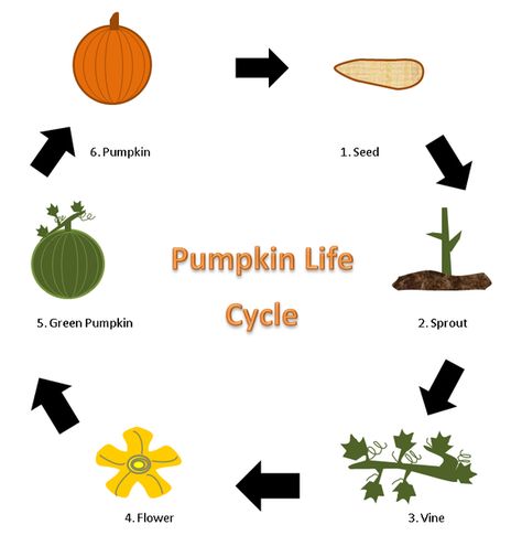 Process - Life Cycle of a Pumpkin Life Cycle Worksheet, Pumpkin Growing, Life Cycle Of A Pumpkin, Pumpkin Life Cycle, Pumpkin Garden, Growing Pumpkins, Farm Food, Green Pumpkin, School Programs