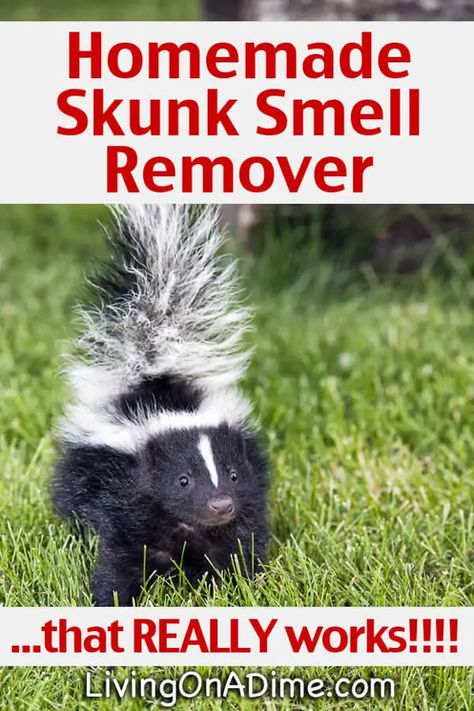 Skunk Smell In House, Skunk Smell Remover, Dog Sprayed By Skunk, Dog Skunk, Skunk Removal, Getting Rid Of Skunks, Skunk Spray, Skunk Smell, Smell Remover