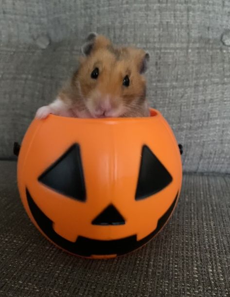 Hamster in halloween basket Halloween Hamster, Hamsters, Collage, Halloween, Pins