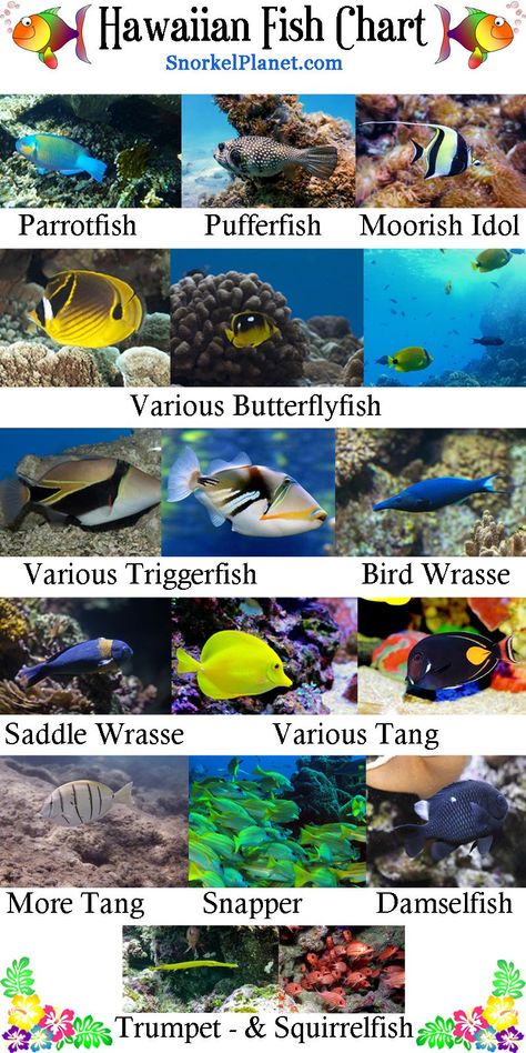 Fish Chart, Hawaiian Fish, Hanauma Bay, Reef Fish, Fish Species, Puffer Fish, Aquarium Fish Tank, Hawaii Island, Aquarium Fish