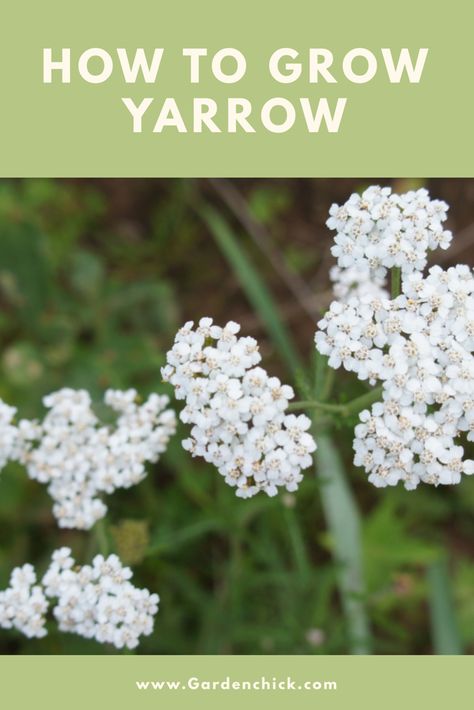 White Yarrow Garden, Growing Yarrow From Seed, Yarrow Garden, Growing Yarrow, Herbalist Garden, Shower Plants, Medicinal Gardening, White Yarrow, Storing Herbs