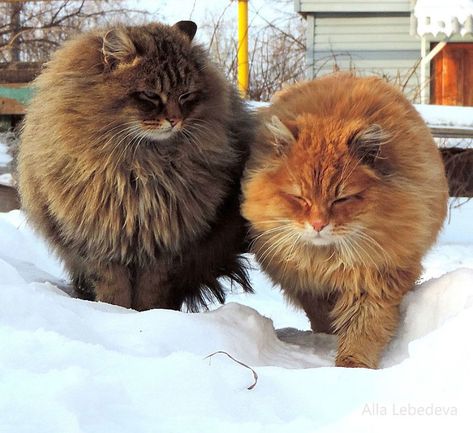 Siberian Cat Fluffy Cat Breeds, Siberian Forest Cat, Siberian Cats, Fluffy Cats, Hypoallergenic Cats, Siberian Cat, Forest Cat, Norwegian Forest Cat, Outdoor Cats