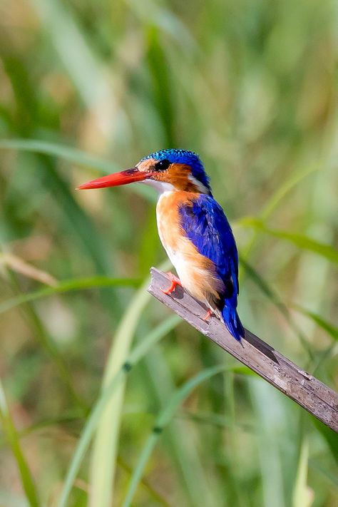 African Pygmy Kingfisher (Ispidina picta) davidleonardphoto.com African Pygmy Kingfisher, Turkey Project, King Fisher, Chobe National Park, Farm Sanctuary, Factory Farming, Kingfisher, Botswana, Beautiful Birds