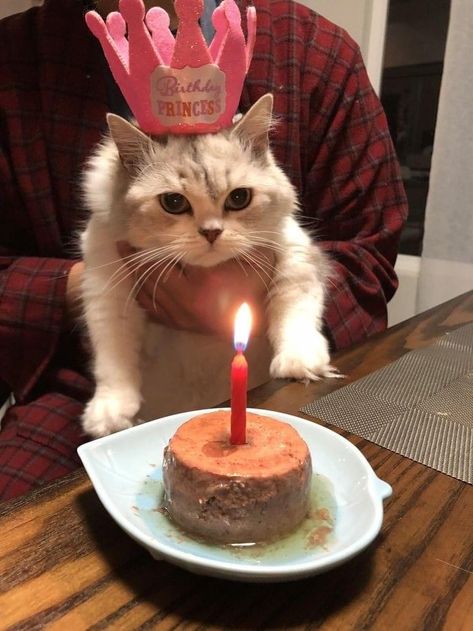 Pet Birthday Ideas Cat, Birthday Party For Cats Ideas, Cat Birthday Photoshoot, Cat Birthday Party For Cats, Birthday Party For Cat, Birthday Party For Cats, Cat Birthday Cake For Cats, Hbd Cat, Birthday Cat Meme