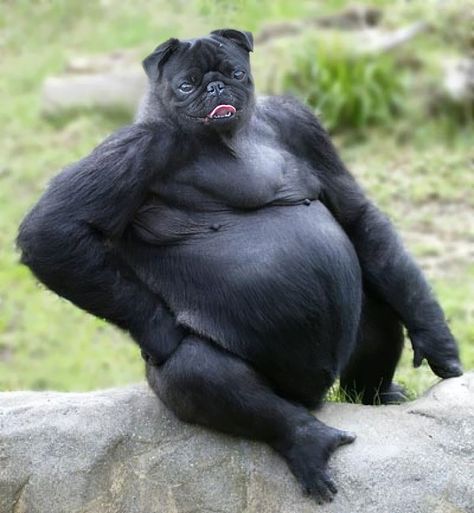 15 New Animal Species Bred in Photoshop Odd Animals, Animal Mashups, Photoshopped Animals, Bizarre Animals, Gorilla Gorilla, Funny Photoshop, Animal Species, Weird Animals, Primates