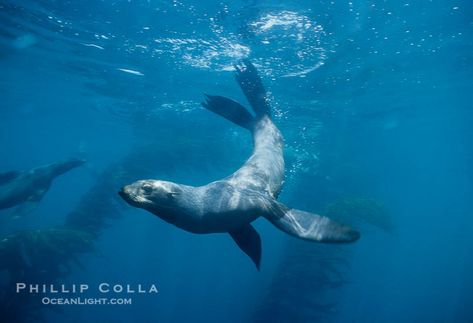 Northern fur seal. Callorhinus ursinus photograph. Photograph #00965 by Phillip Colla / Oceanlight.com. Sea Lion Swimming, Seal Reference, Seal Swimming, San Miguel Island, Seal Animal, Guadalupe Island, Arctic Foxes, Leopard Seal, Fur Seal