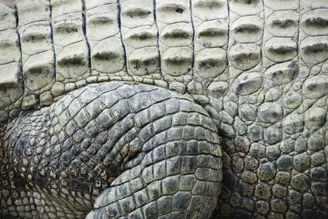 crocodile skin close up Alligators Art, Nature Reference, Rogues Gallery, Killer Croc, Visual Archive, Reptile Skin, Scaly Skin, Catty Noir, Alligator Skin