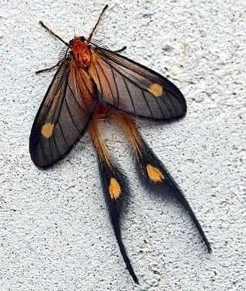 Moon Moth Hybrid, Beautiful Bugs Insects, Bug Reference Photos, Moth Reference Photo, Different Moths, Ghostly Silk Moth, Moth Types, Moth Anatomy, Moth Creature