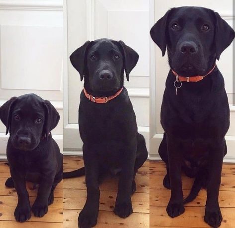 Black Labrador Puppy, Black Labs Dogs, Black Labrador Dog, Black Labrador Retriever, Black Lab Puppies, Lab Dogs, Lab Puppies, Labrador Puppy, Labrador Dog