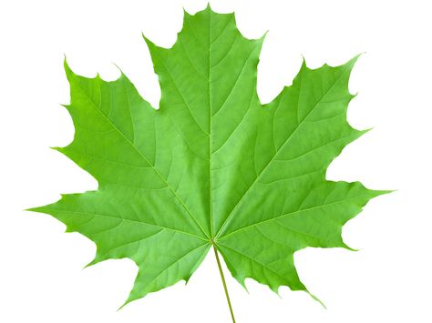 Maple Leaf Images, Maple Water, Four Leaf Clover Tattoo, Sycamore Leaf, Kingdom Plantae, Photoshop Techniques, Leaf Images, High Resolution Wallpapers, Leaf Wallpaper