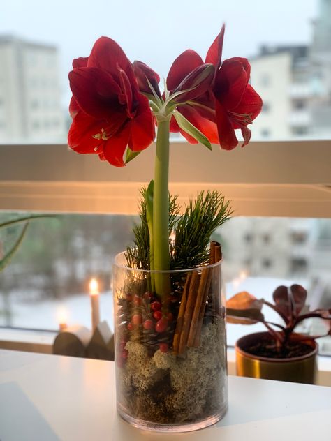 Red amaryllis, cinnamon sticks, white moss, cones, rose hips and lingonberries. Amaryllis Arrangement Christmas, Amaryllis Arrangement, Amaryllis Christmas, Amaryllis Plant, Xmas Countdown, Red Amaryllis, Christmas Pots, Rose Hips, Christmas Flowers