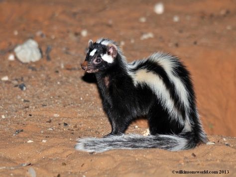 1028307-striped-polecat-rooiputs-17032010 Wild Creatures, Unusual Animals, Rare Animals, Pretty Animals, African Wildlife, Silly Animals, Weird Animals, West Africa, Ferret