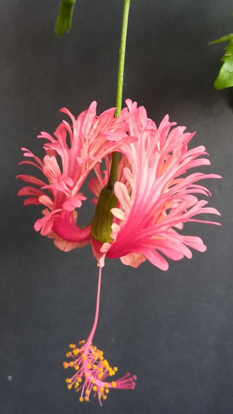 Chinese Lanterns Flowers, Hibiscus Schizopetalus, Lantern Flowers, Cool Flowers, Chinese Plants, Chinese Flowers, Asian Flowers, Chinese Flower, Flower Blooming