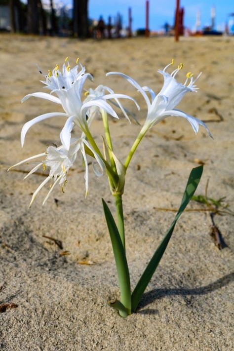 Coastal Plants, Daffodil Flower, Landscape Photography Nature, Plant Drawing, White Gardens, Beautiful Blooms, Perfume Bottle, Botany, Natural World