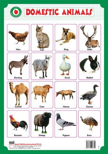 Pet Animals Chart, Pet Animals Worksheet, Domestic Animals Chart, Farm Animals List, Animals Chart, Farm Animals For Kids, Wild Animals Drawing, Wild Animals Attack, Best Pet Birds