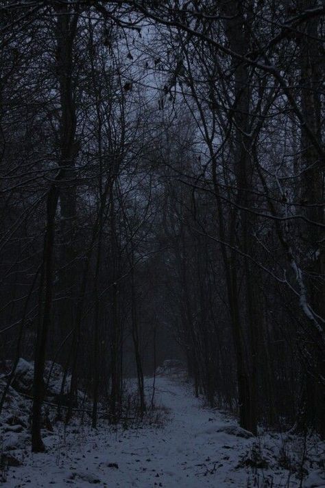 The Bone Season, Dark Naturalism, Season Aesthetic, Dark Forest Aesthetic, Spotify Artist, Snowy Forest, Winter Scenery, Dark Places, Winter Forest