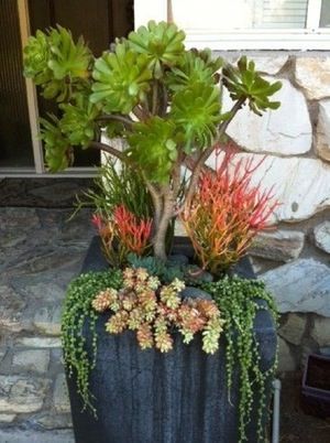 Tall Succulents, Beautiful Succulents, Succulent Landscape Design, Succulent Garden Design, Succulent Gardens, Succulent Landscaping, Hanging Succulents, Succulent Gardening, Garden Nursery