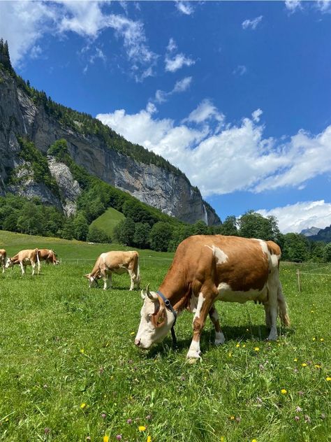 Cows In Switzerland, Switzerland Cows, Gimmelwald Switzerland, Swiss Countryside, Switzerland Hiking, Europe 2024, Scenic Pictures, Saraswati Goddess, Moo Moo