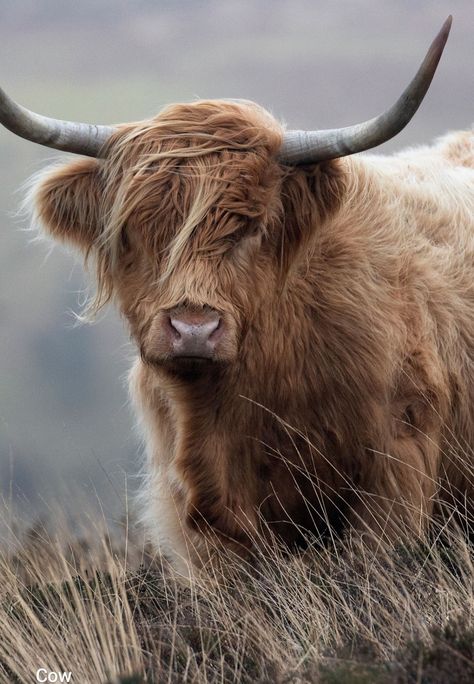 Scottish Highlands Cow, Highlands Cow, Highland Bull, Highland Coo, Highland Cow Art, Cow Print Wallpaper, Mini Cows, Scottish Highland Cow, Fluffy Cows