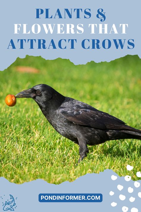 Discover a list of plants and flowers that attract crows with pictures and descriptions included at Pond Informer. Crow Garden, Attract Crows, Group Of Crows, Crow Pictures, Wildlife Facts, Black Oil Sunflower Seeds, American Crow, Best Flowers, Crows Ravens