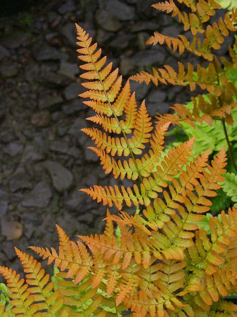 Autumn Fern, Shade Gardening, Plant Zones, Gardening Plants, Garden Photos, Garden Theme, Shade Plants, Landscape Projects, Shade Garden