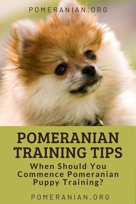 Training A Pomeranian Puppy, Pomeranian Puppy Training, Pomeranian Training, Pomeranian Haircut, Dog Trick, Toy Pomeranian, Pomeranian Dogs, Dog Remedies, Pomeranian Puppies