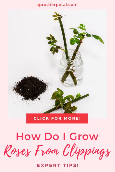 How To Root Roses From Cuttings, Propogate Roses From Cuttings, Starting Plants From Clippings, How To Grow A Rose Bush From A Clipping, Replanting Roses From Stems, How To Transplant Roses Bushes, Plant Clippings How To Grow, Roses Growing Tips, Grow A Rose From A Stem