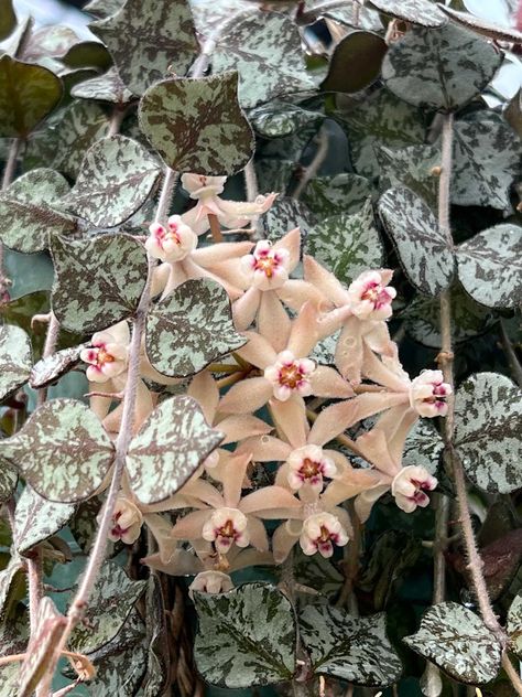 hoya-curtisii-flower Hoya Curtisii Flower, Hoya Curtisii, Hoya Compacta, Hoyas Plant Varieties, Hoya Plant, Orchids In Water, Arrowhead Plant, Chinese Money Plant, Plants Are Friends