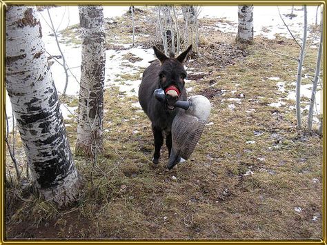 Donkey Enclosure Ideas, Toys For Donkeys, Donkey Toys Diy, Donkey Feeder, Raising Donkeys, Donkey Toys, Donkey Training, Donkey Care, Pet Donkey